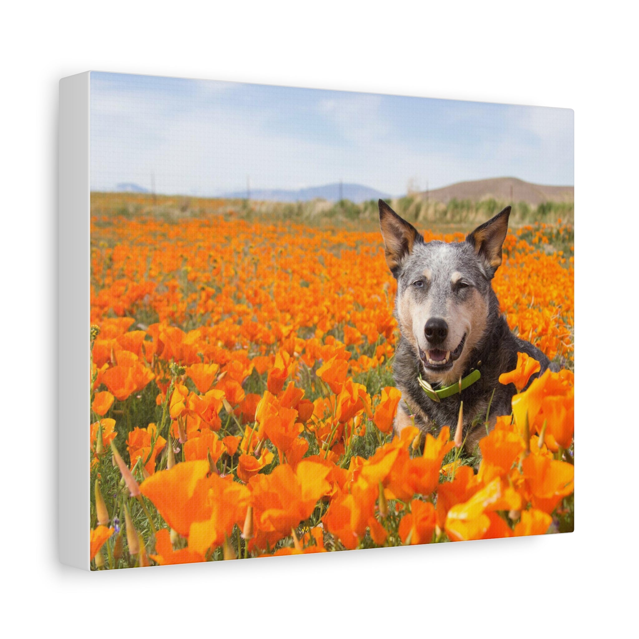 Australian Cattle Dog in Nature Poppy Field Matte Canvas