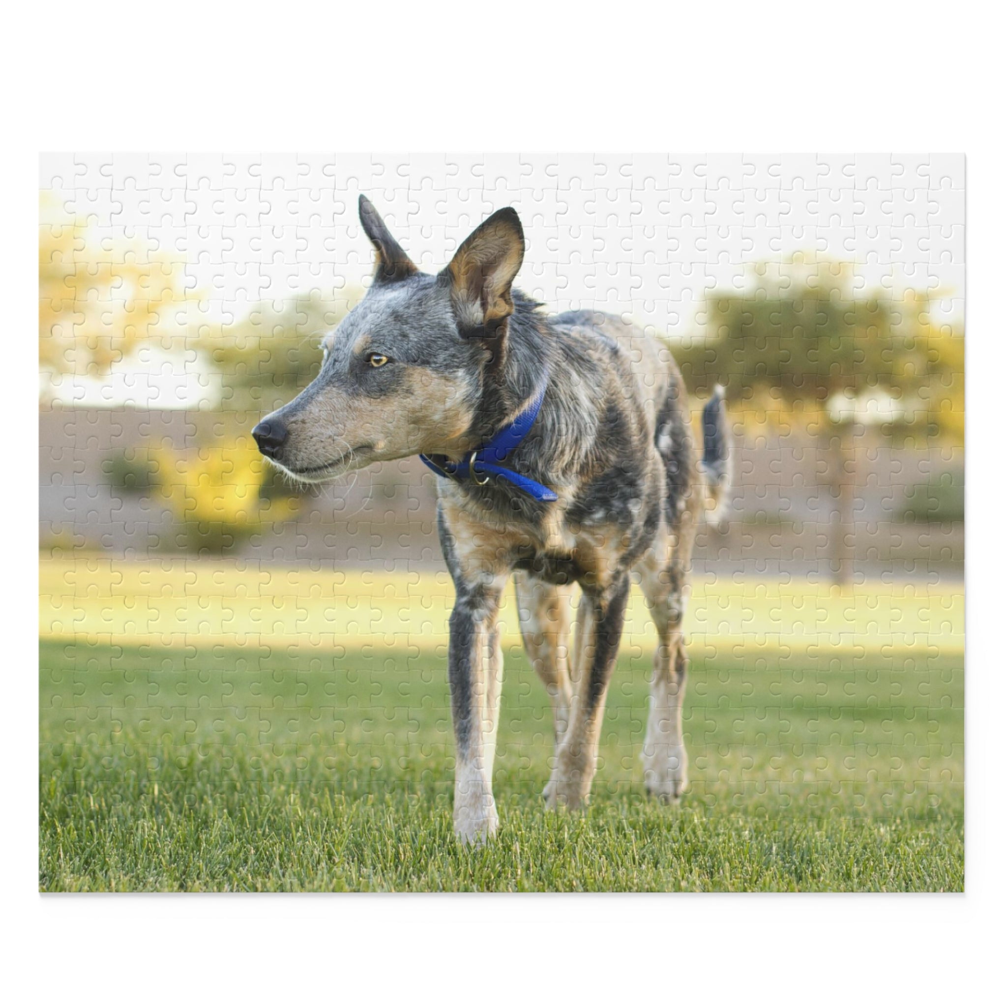 Australian Cattle Dog Puzzle (120, 252, 500-Piece)