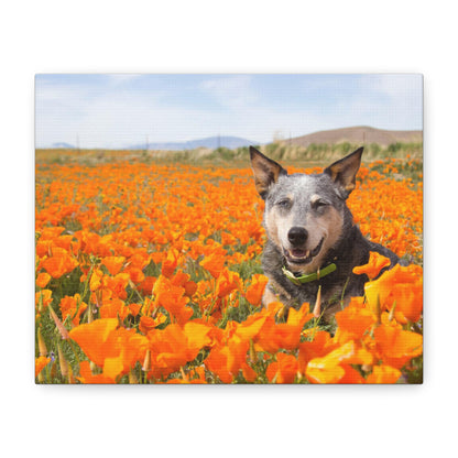 Australian Cattle Dog in Nature Poppy Field Matte Canvas