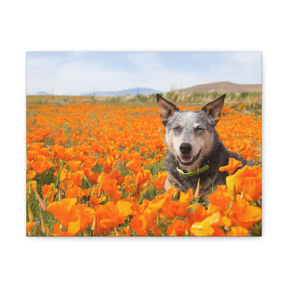 Australian Cattle Dog in Nature Poppy Field Matte Canvas