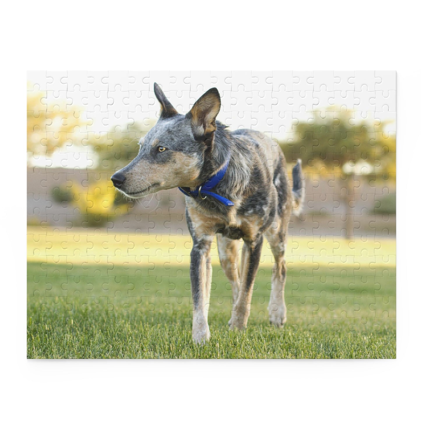 Australian Cattle Dog Puzzle (120, 252, 500-Piece)