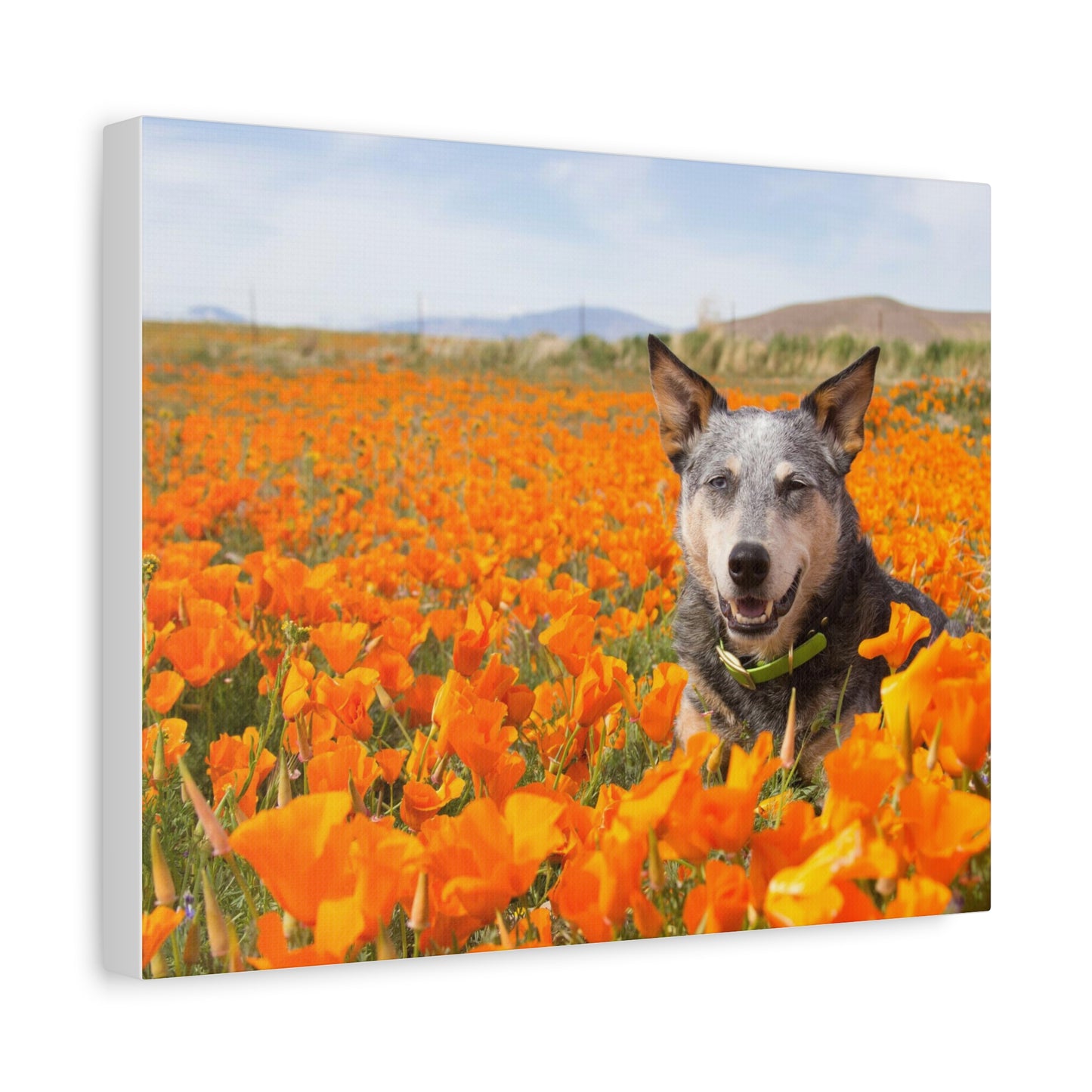 Australian Cattle Dog in Nature Poppy Field Matte Canvas