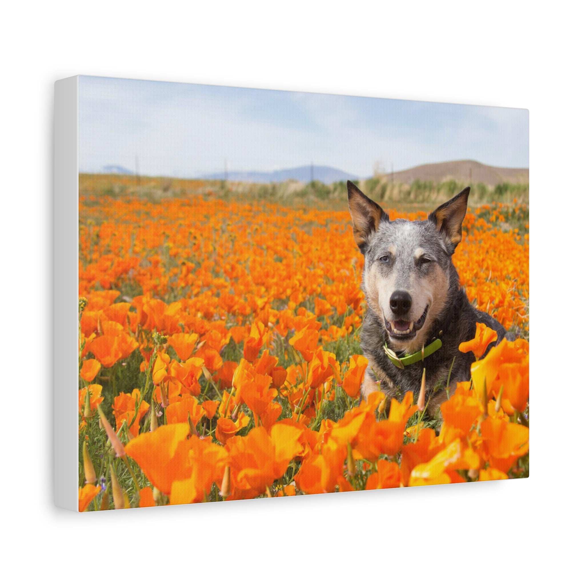 Australian Cattle Dog in Nature Poppy Field Matte Canvas