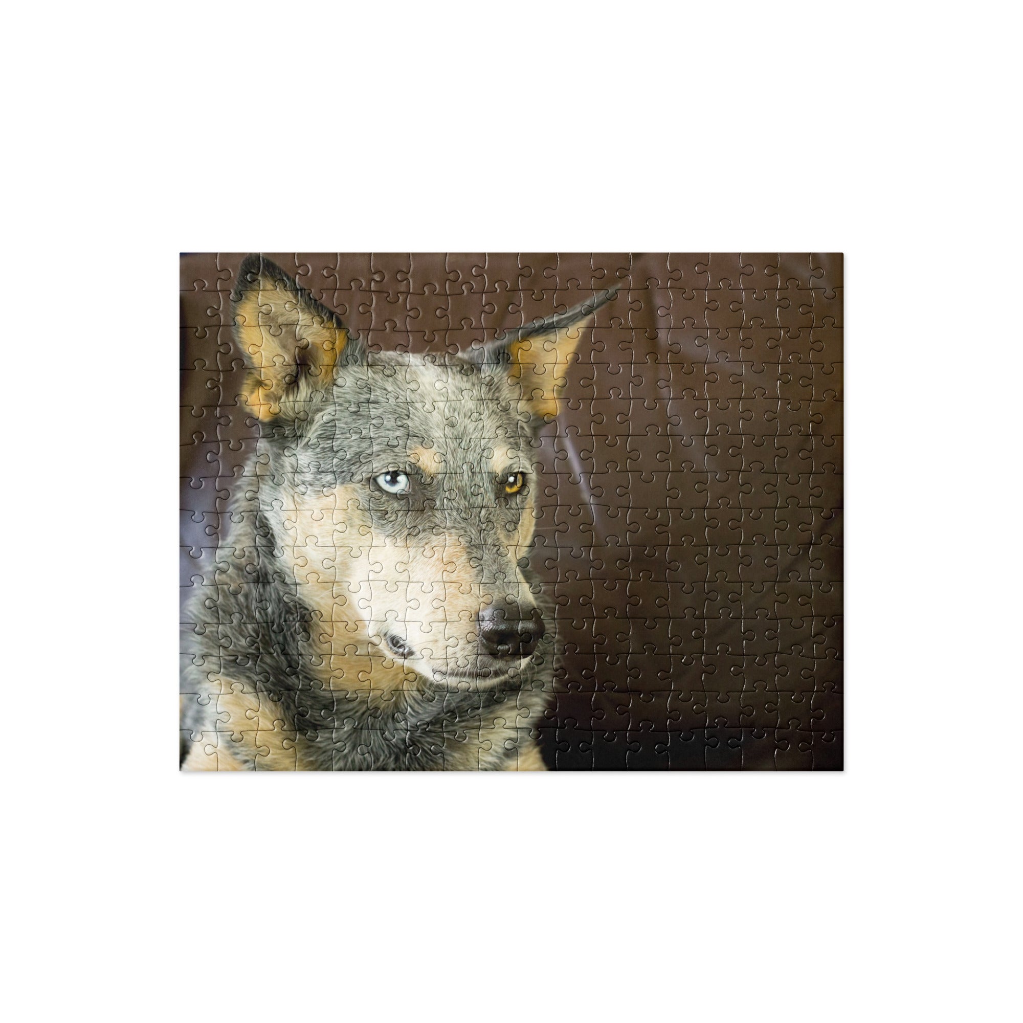 Australian Cattle Dog Jigsaw puzzle