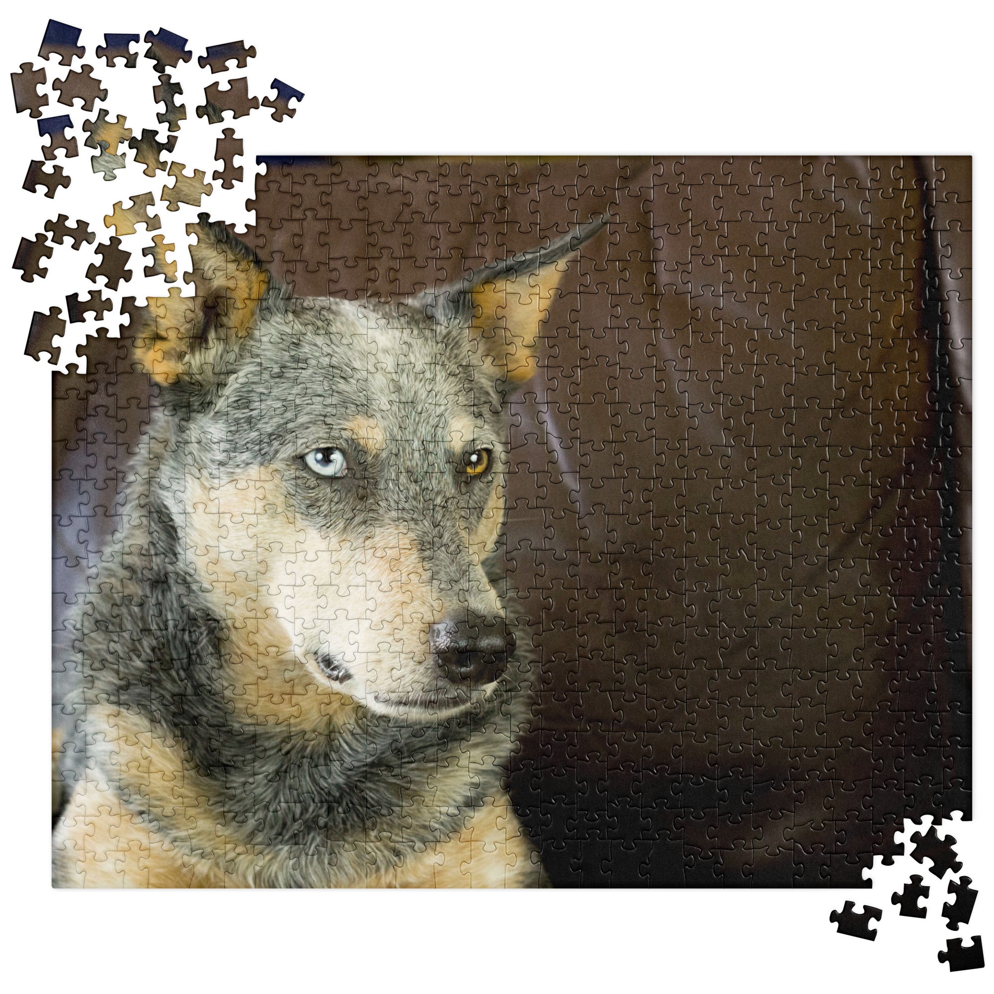 Australian Cattle Dog Jigsaw puzzle